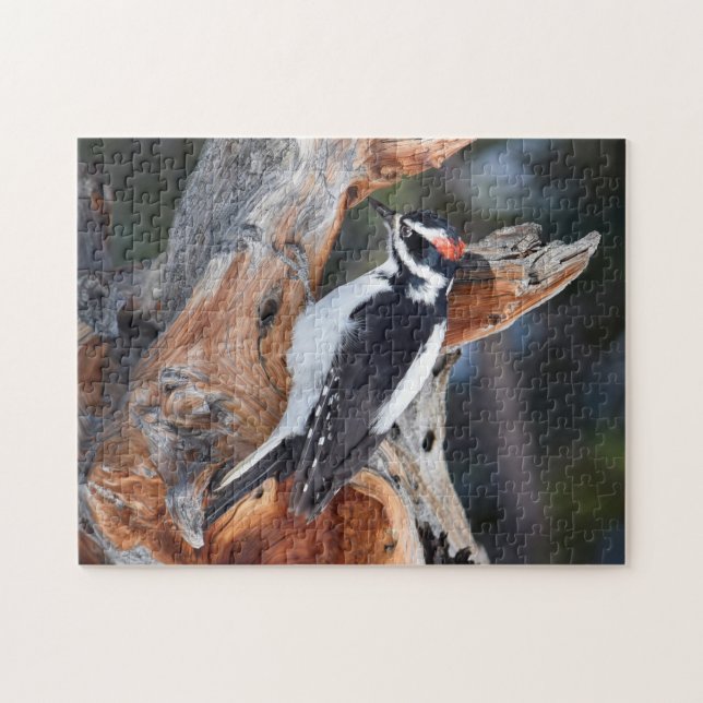 "Woody Woodpecker" im Rocky Mountain Nationalpark (Horizontal)