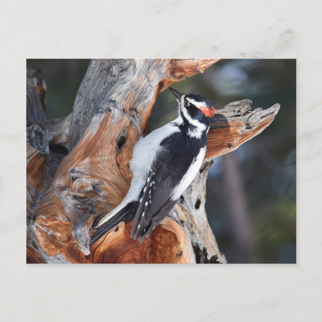 "Woody Woodpecker" im Rocky Mountain Nationalpark Postkarte (Vorderseite)