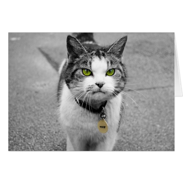 Woof (Devant horizontal)