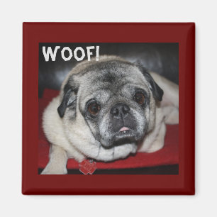 Woof, Mops Magnet
