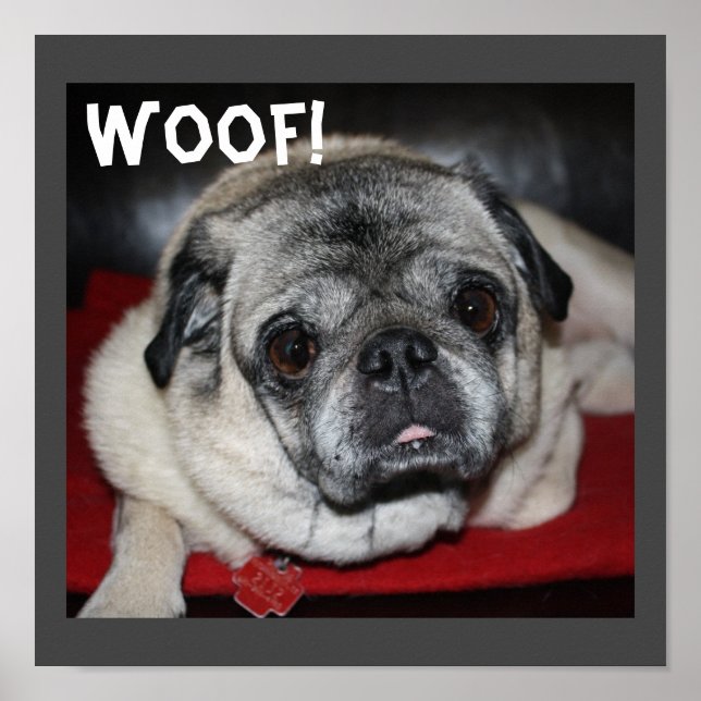Woof, Mops Poster (Vorne)