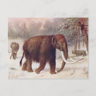 Woolmammut Prähistorisches Tier Antique Print Postkarte