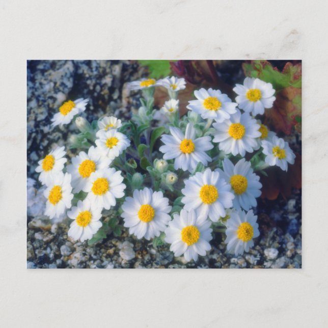 Wooly Daisy Wildblumen Postkarte (Vorderseite)