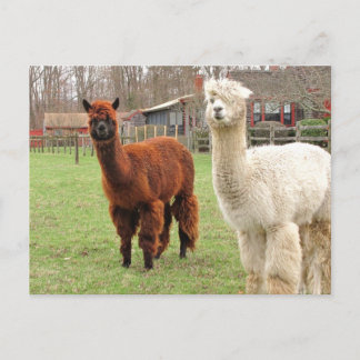 Wooly Llamas ~ Postcard Postkarte
