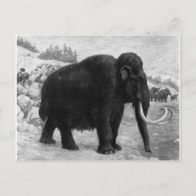 Wooly Mammoth Mod Destiny Postkarte (Vorderseite)