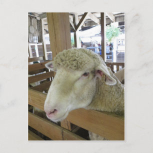 Wooly Sheep Postkarte