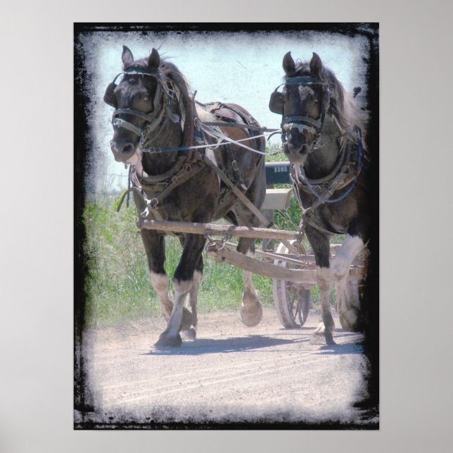Working Amish Pintos Poster (Vorne)