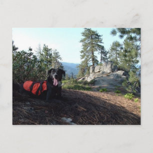 Working Dog Haley Conservation Canines Postkarte