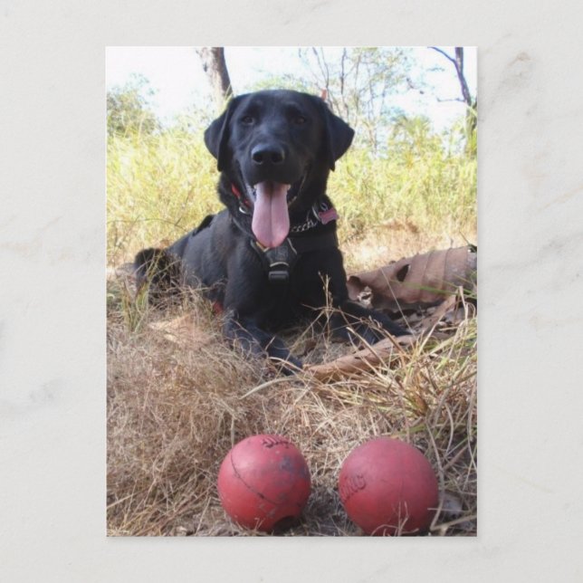 Working Dog Scooby Relaxing Konservierung Postkarte (Vorderseite)