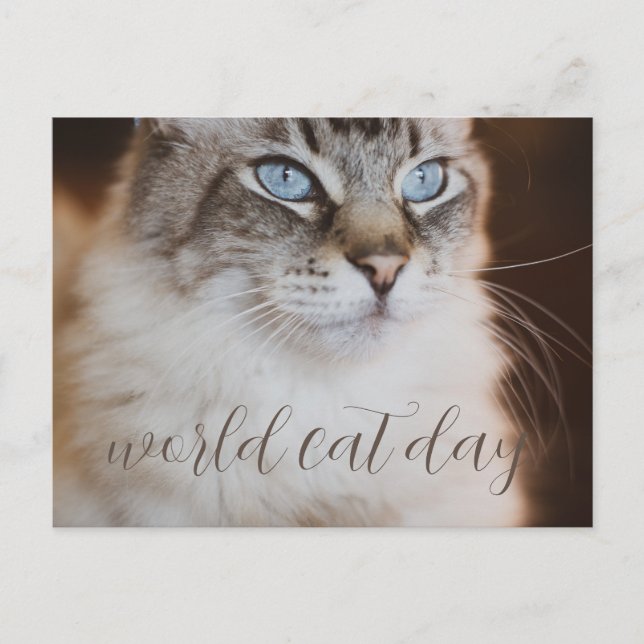 world Cat Day Postcard Postkarte (Vorderseite)