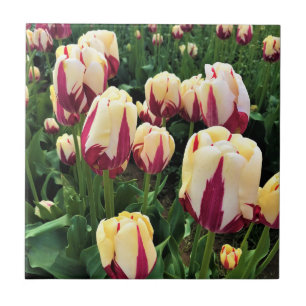 World Expression Tulips, Oregon Fliese