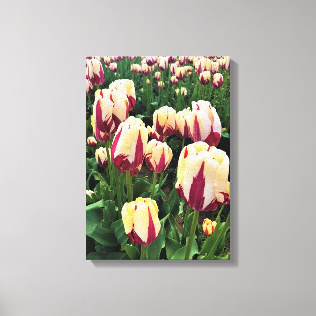 World Expression Tulips, Oregon Leinwanddruck (Vorderseite)