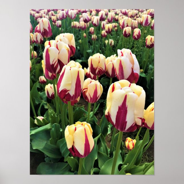 World Expression Tulips, Oregon Poster (Vorne)