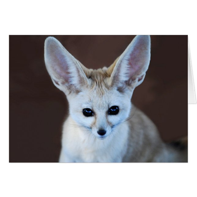 Worlest Cutest Fennec Fox (Devant horizontal)