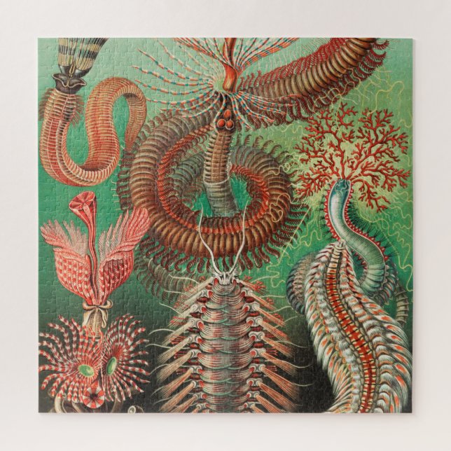 Worms, Annelids Chaetopoda von Ernst Haeckel (Vertikal)