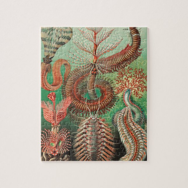 Worms, Annelids Chaetopoda von Ernst Haeckel (Vertikal)