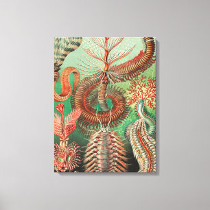 Worms, Annelids Chaetopoda von Ernst Haeckel Leinwanddruck