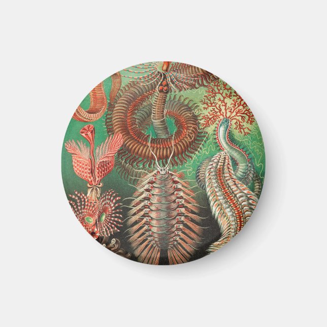 Worms, Annelids Chaetopoda von Ernst Haeckel Magnet (Vorne)