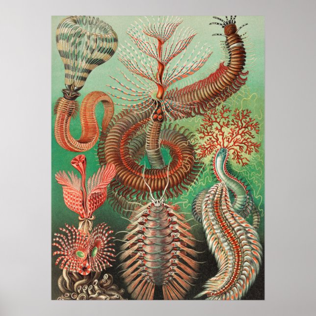 Worms, Annelids Chaetopoda von Ernst Haeckel Poster (Vorne)