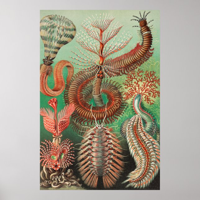 Worms, Annelids Chaetopoda von Ernst Haeckel Poster (Vorne)