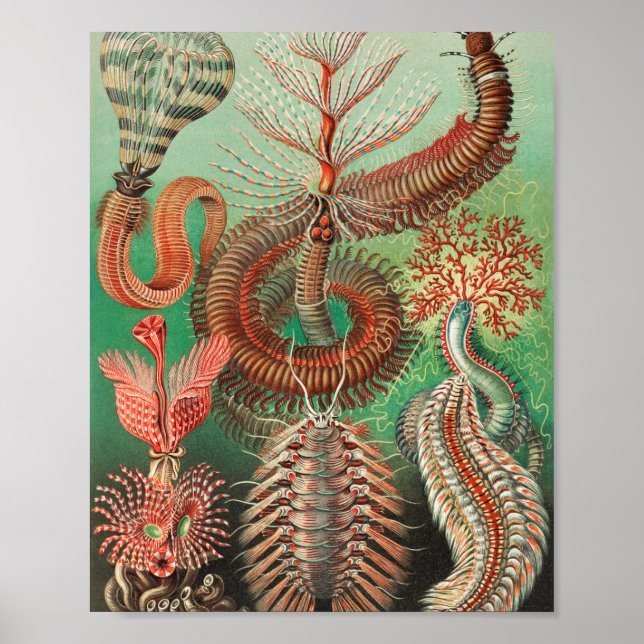 Worms, Annelids Chaetopoda von Ernst Haeckel Poster (Vorne)