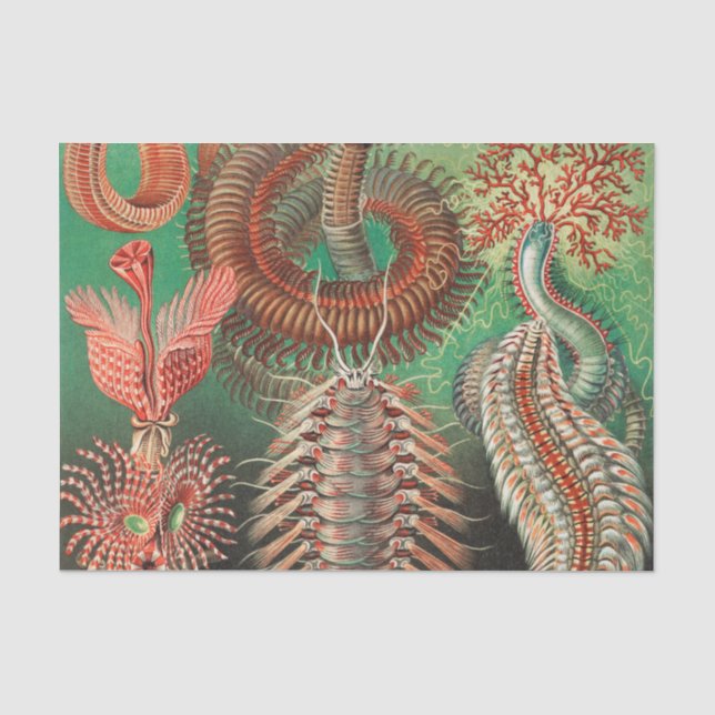 Worms, Annelids Chaetopoda von Ernst Haeckel Seidenpapier (Vorderseite)