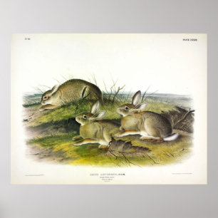 Wormwood Hare (Lepus Artemesia) von Audubon Poster