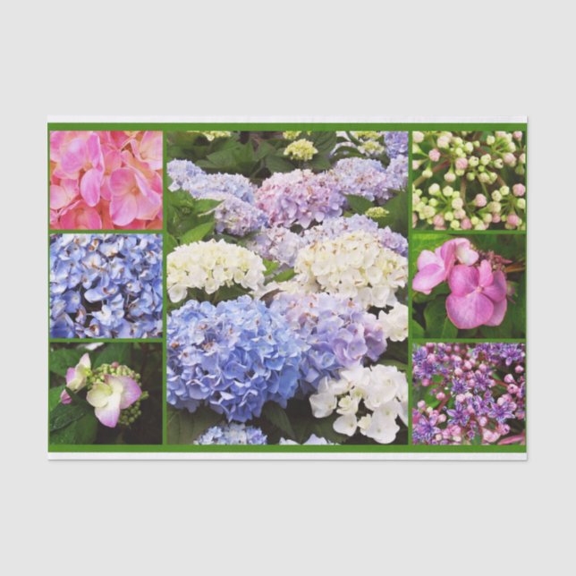 WRAPPING-PAPIER FÜR Hydrangea-Blume Seidenpapier (Vorderseite)