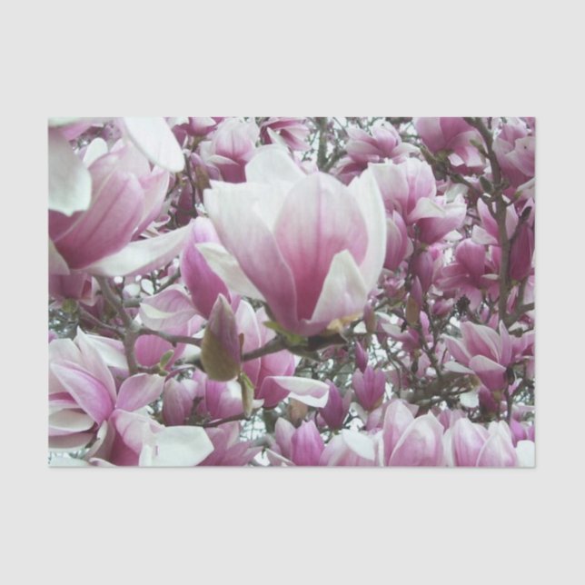 Wrapping Tissue - Saucer Magnolia Seidenpapier (Vorderseite)