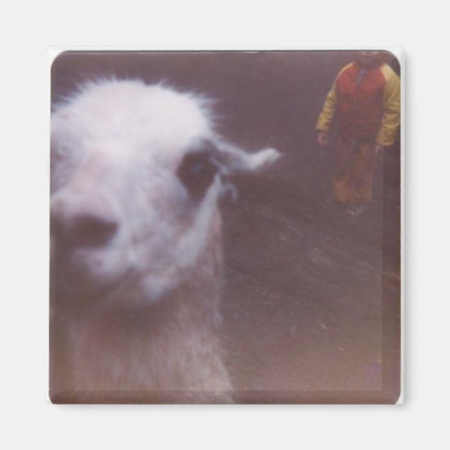 Wrecked 'Um Llama Magnet (Vorne)