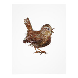 Wren Bird (Troglodytes Troglodytes) Fotodruck