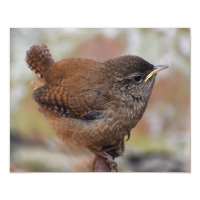Wren Fotodruck (Vorne)