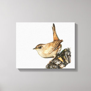 Wren Leinwanddruck