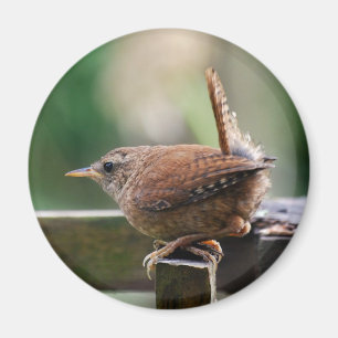 Wren Magnet