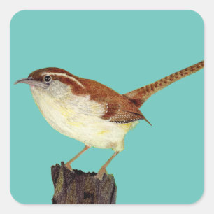 Wren Quadratischer Aufkleber