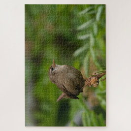 Wren (Winterkoninkje)