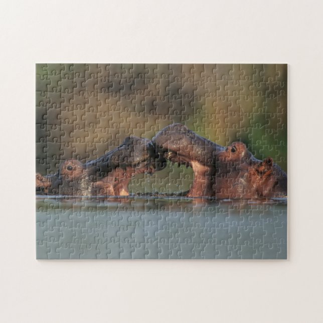 Wrestling Hippos (Hippopotamus Amphibius) (Horizontal)