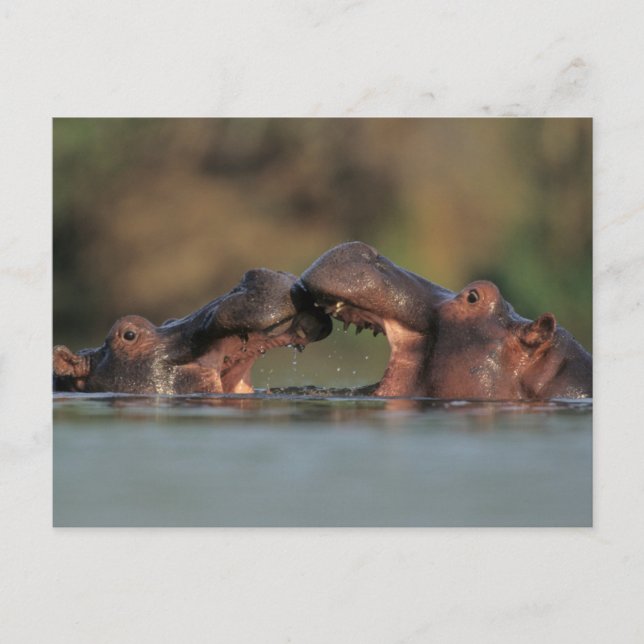 Wrestling Hippos (Hippopotamus Amphibius) Postkarte (Vorderseite)