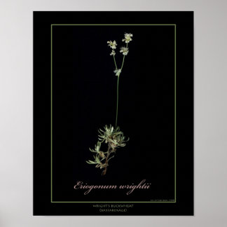 Wright's Buckweizen Botanische Kunst Print Poster