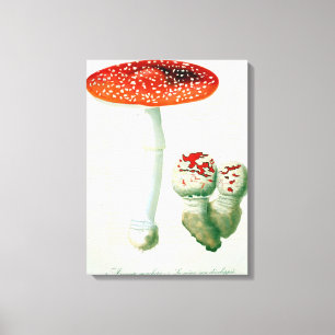 Wulstling Muscaria von "Phytographie Medicale" Leinwanddruck