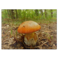 Wulstlings-Caesarea-Pilz-hackendes Glasbrett