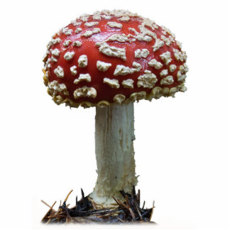 Wulstlings-Pilz Freistehende Fotoskulptur