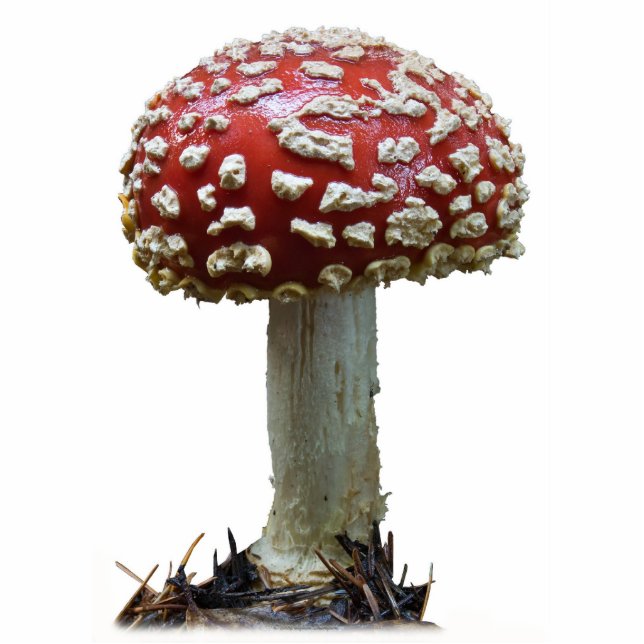Wulstlings-Pilz Freistehende Fotoskulptur (Vorne)
