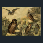 Wunder der Vintagen Natur im Wald Art Deco Poster<br><div class="desc">Das Bild stammt aus dem Deutschen Kinderenzyklopädie Bird Book Circa 1878. Eine perfekte Wohngestaltung für Herbstsaison- oder Eulenliebhaber! Dieses Kunstwerk würde großartig aussehen, wenn es in Zuhause, Büro, Bar, Café, Pub oder Restaurant gerahmt wäre! Bitte passen Sie die Postergröße, Textur, Rahmen und/oder Rahmen an, um Ihren Geschmack zu Anzug zu...</div>