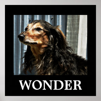 Wunder Poster