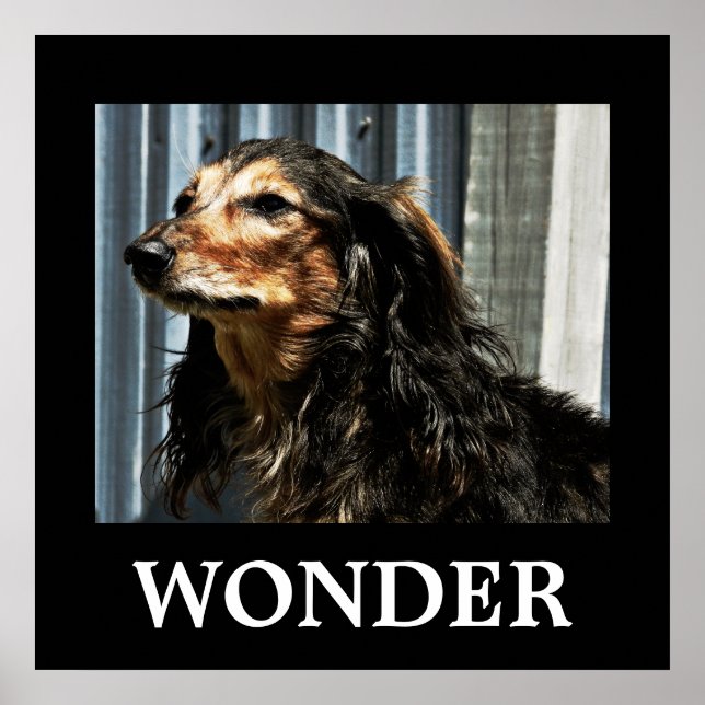 Wunder Poster (Vorne)