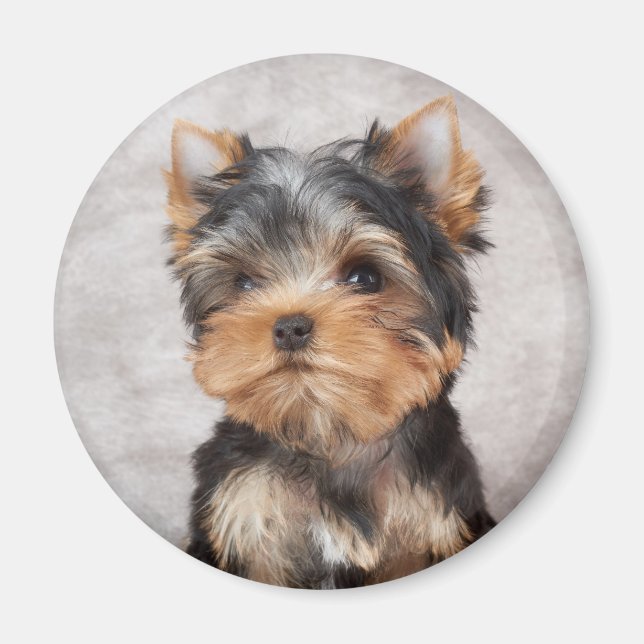 Wunderbar Yorkie Magnet (Vorne)