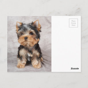 Wunderbar Yorkie Postkarte