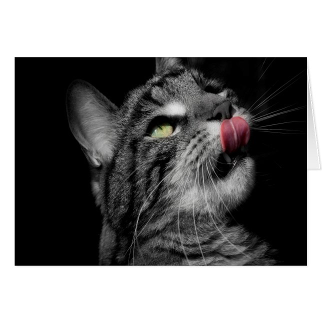 Wunderbare Katze (Vorderseite (Horizontal))