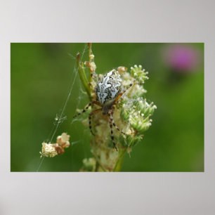 Wunderbare Natur - Kreuzung - Nah Poster
